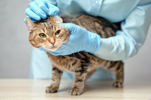 veterinarian-examines-the-ear-of-an-animal-cat_102583-2395.jpg (626×417)