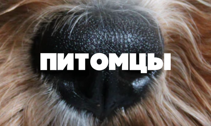В Омске выселяют приют для собак: волонтёры ищут новое место