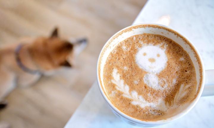 Вещь недели: «PET LATTE» для животных от кофейни «TERRA»