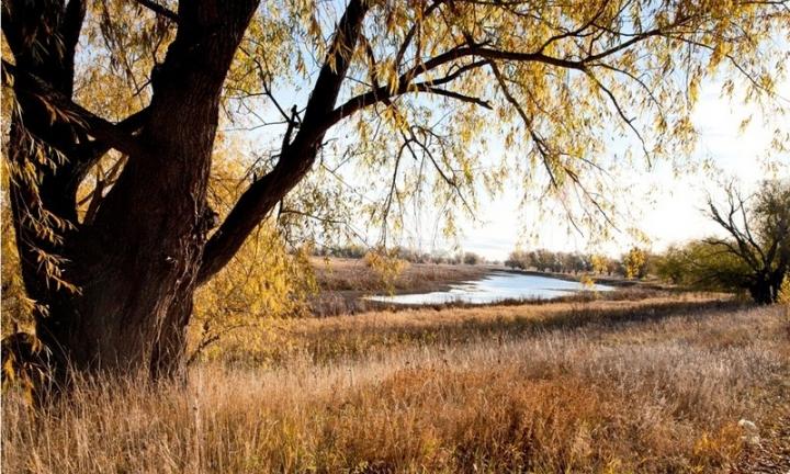 Пойма озера, столетняя ива и растения из Красной книги: в Любинском районе проложили экотропу