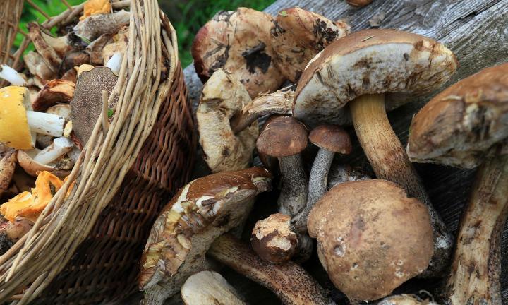 Тихая охота после громких дождей: где собирать грибы вблизи Омска