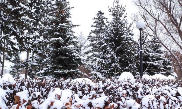 Активисты требуют убрать лазейку, позволяющую вырубать в Омске тысячи деревьев