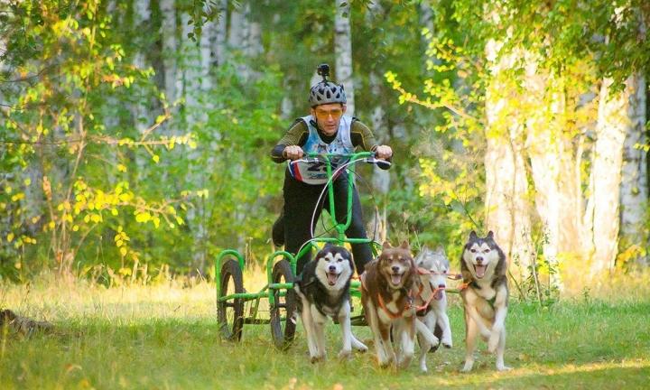 Под Омском пройдут соревнования по бесснежной езде на собаках