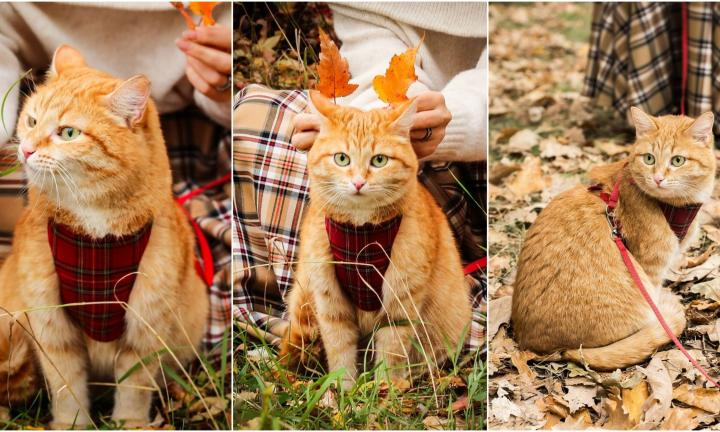 Инстаграм дня: путешествия кошки из Сибири