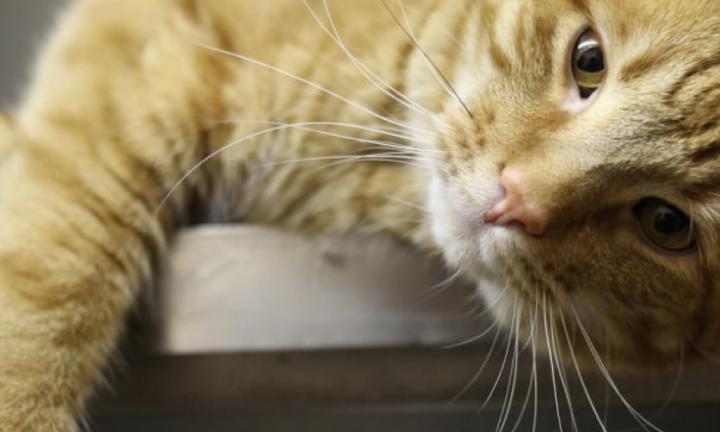 Pet Health: всё о мочекаменной болезни кошек