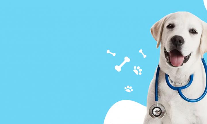 Pet health: что такое чума плотоядных у собак и как её лечить