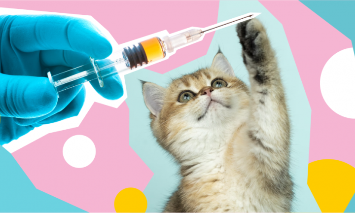 «Pet health»: зачем нужна вакцинация собак и кошек