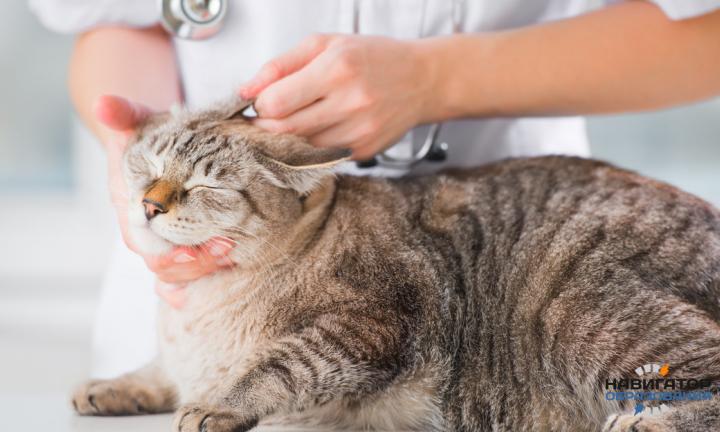 «Pet Health»: как следить за здоровьем собак и кошек