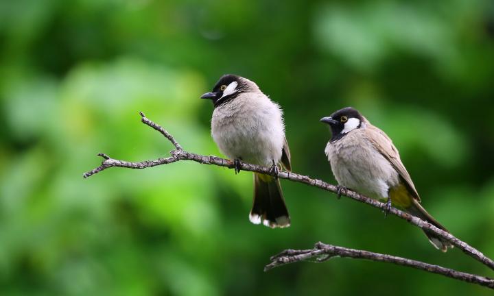 «Пернатые соседи»: омичей приглашают в музей на экскурсию о птицах, обитающих в Омской области