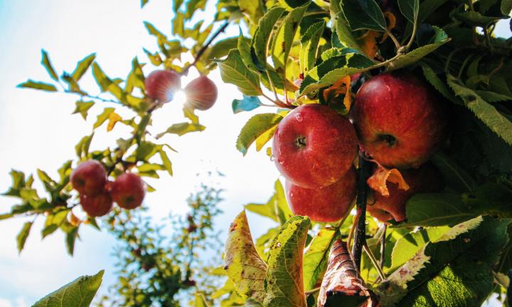 Хороводы, яблочные гадания и ярмарки: праздник урожая в Омской области