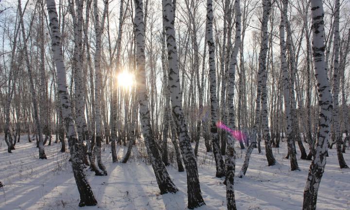 Омичи отстаивают лес на Волгоградской через природоохранную прокуратуру
