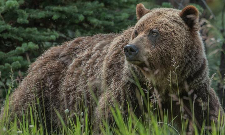 Медведи в Омской области заходят в околки, где люди собирают ягоды и грибы. Что делать при встрече с диким зверем?