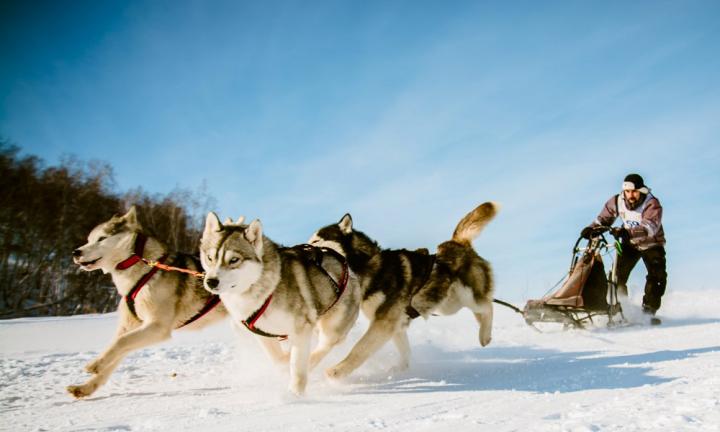 В Омской области прошли гонки на собачьих упряжках